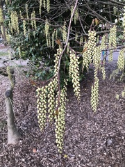 Stachyurus