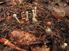 Strobilurus esculentus