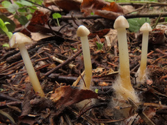 Strobilurus esculentus