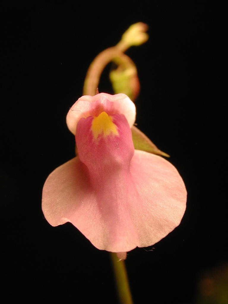 Section Foliosa