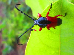 Lissonotus corallinus