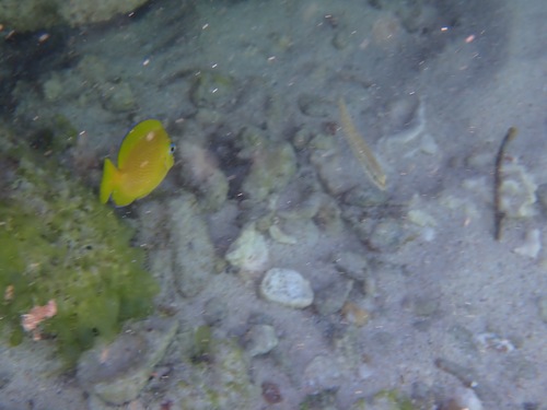 Acanthurus coeruleus