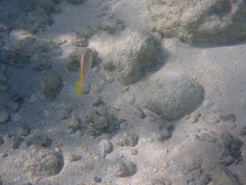 Lutjanus apodus