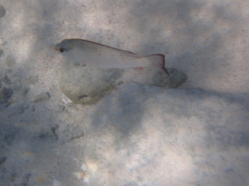 Lutjanus griseus