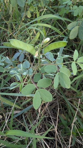Hairy Cassia (Chamaecrista absus)