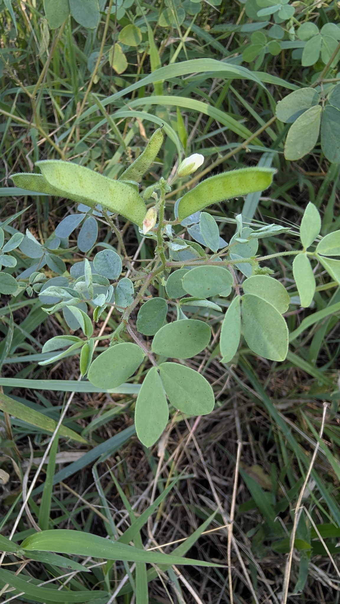 Hairy Cassia (Chamaecrista absus)