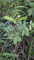 Chamaecrista absus, photograph (c) Shedron Mukhumo, some rights reserved (CC BY)