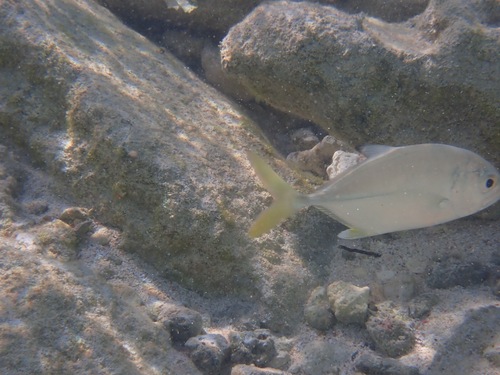 Caranx latus