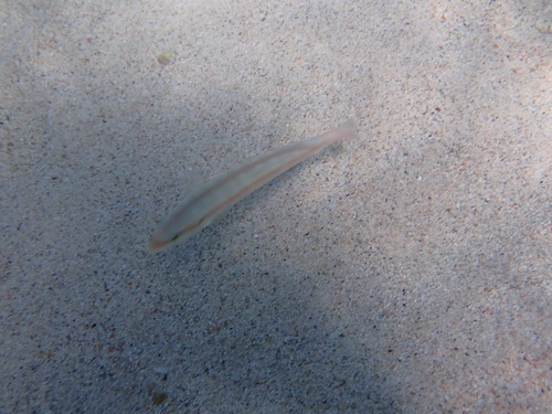 Halichoeres bivittatus