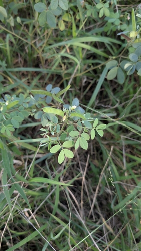 Chamaecrista absus, photograph 5