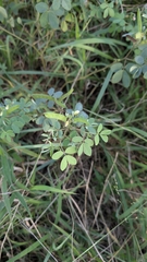Chamaecrista absus, photograph (c) Shedron Mukhumo, some rights reserved (CC BY)