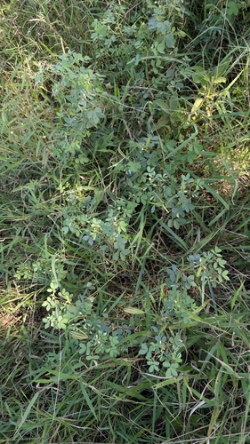 Chamaecrista absus, photograph 6