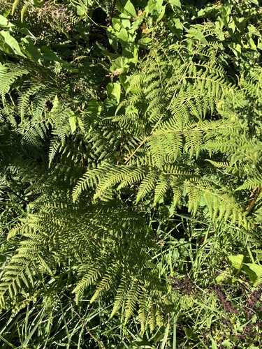 Giant hypolepis (Hypolepis dicksonioides)