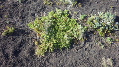 Baccharis magellanica