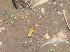 Polites vibex praeceps