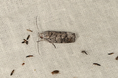 Lichenaula onychodes