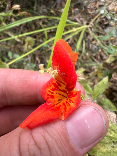 scarlet monkeyflower (Erythranthe cardinalis)