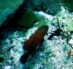 Cephalopholis nigripinnis