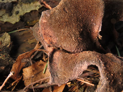 Lentinus pilososquamulosus