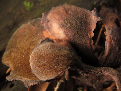 Lentinus pilososquamulosus