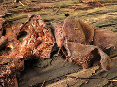 Lentinus pilososquamulosus