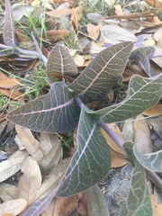 Asclepias humistrata image