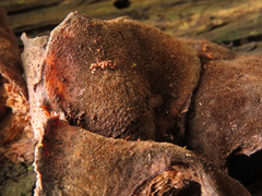 Lentinus pilososquamulosus