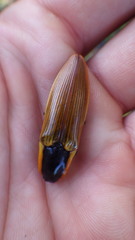 Semiotus luteipennis