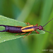 Lined Earwig - Photo (c) Eduardo Axel Recillas Bautista, some rights reserved (CC BY-NC), uploaded by Eduardo Axel Recillas Bautista