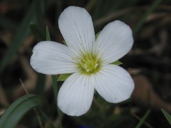 Arenaria montana