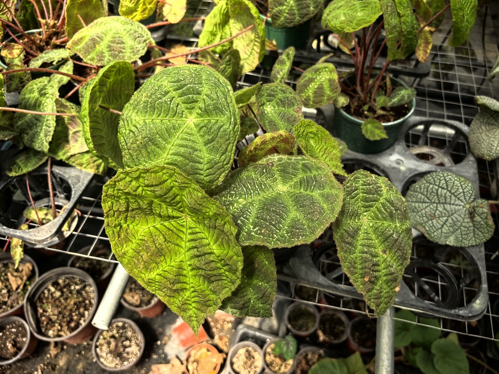 Begonia umbraculifolia