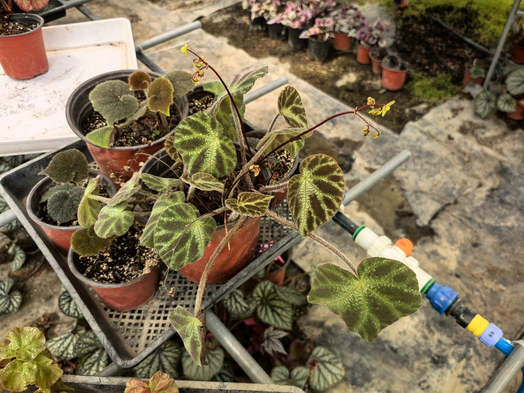 Begonia larvata