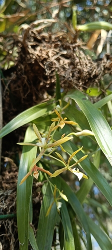 Prosthechea squalida, photograph 1
