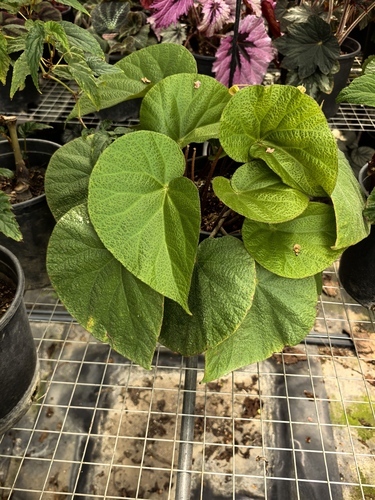 Begonia pseudodaxinensis