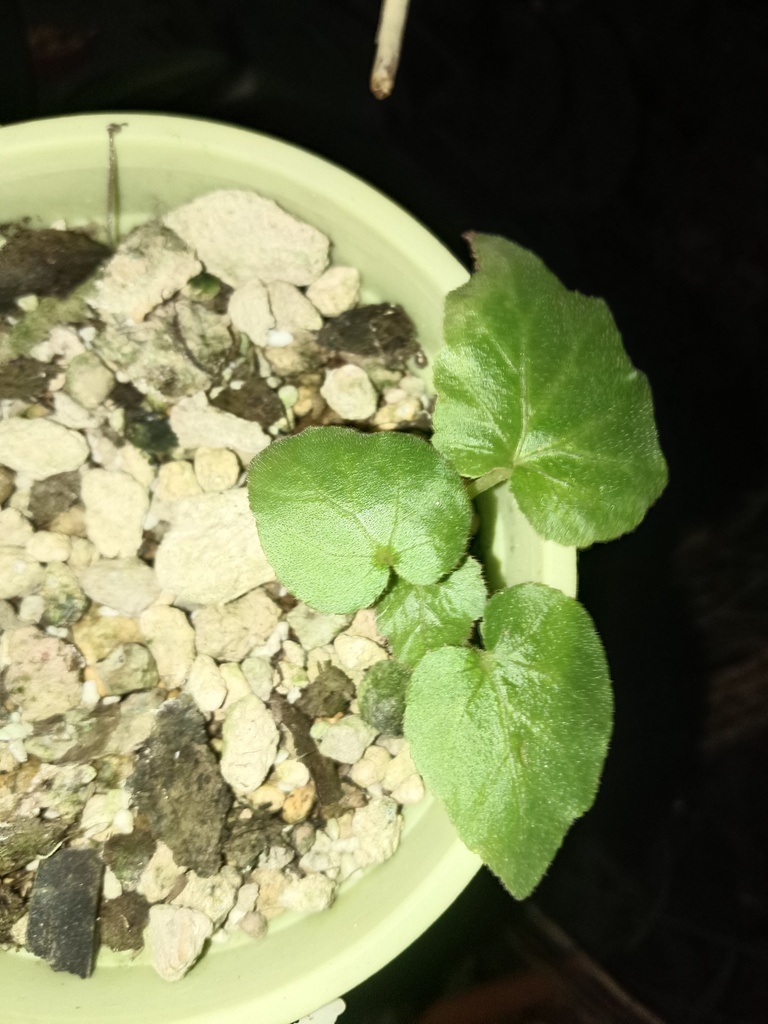 Begonia baishishanensis