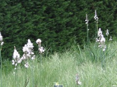 Asphodelus albus