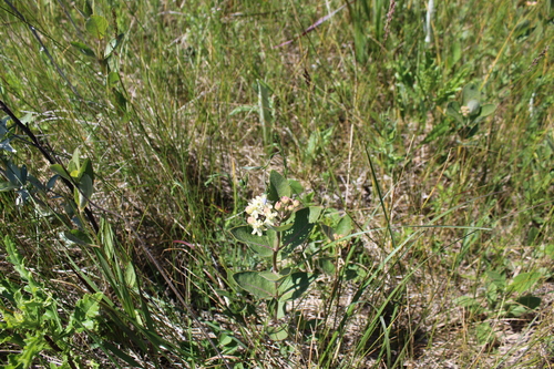 oval-leaved milkweed (Asclepias ovalifolia)