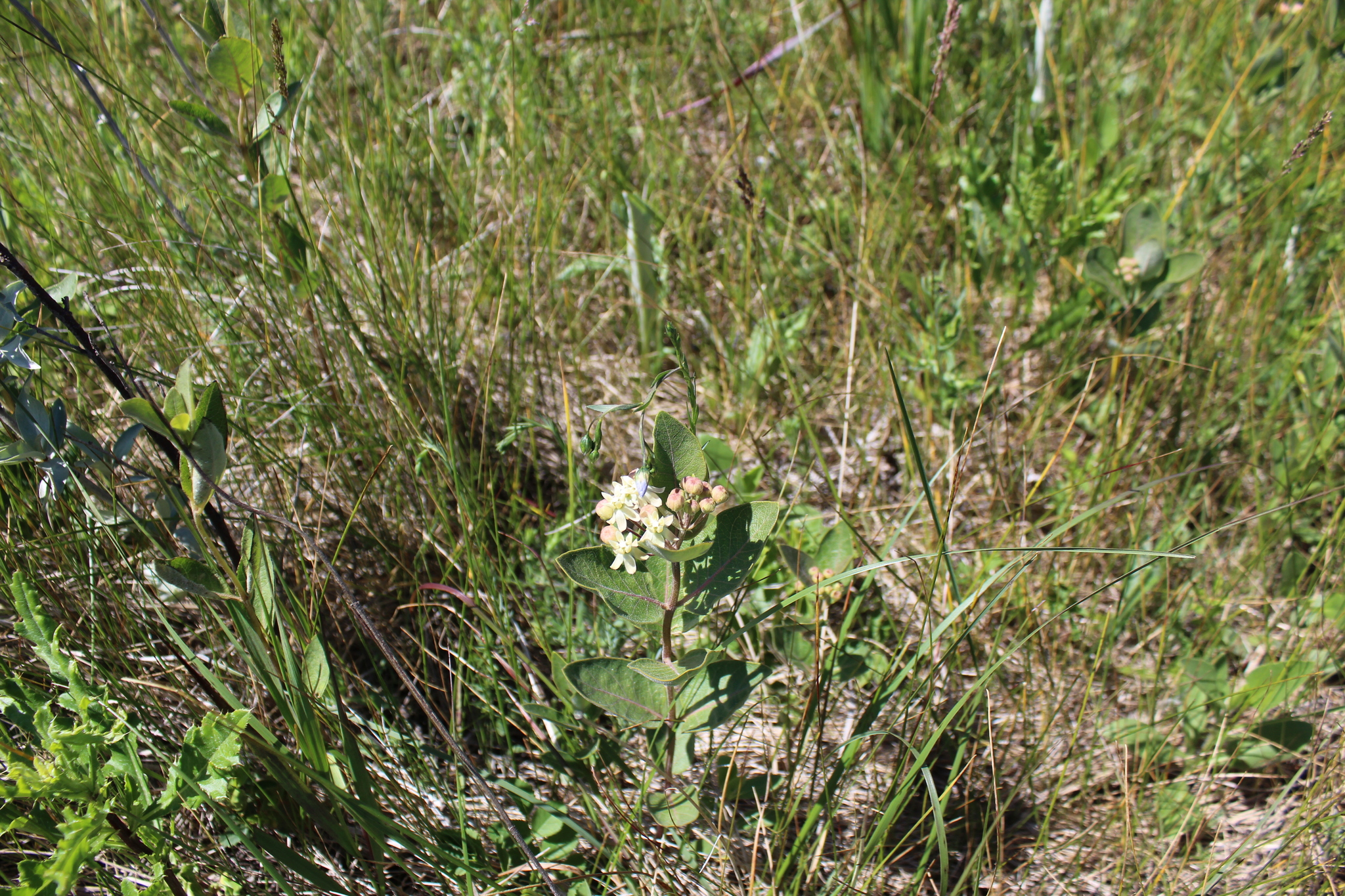 Oval-Leaved Milkweed (Asclepias ovalifolia)