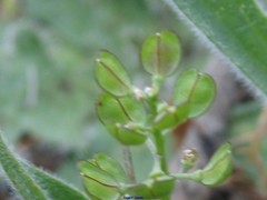 Lepidium hirtum