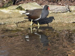 Gallinula chloropus