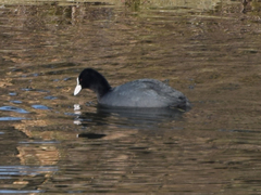 Fulica atra