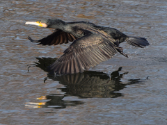 Phalacrocorax carbo
