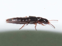Quedius xanthopus