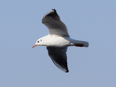 Chroicocephalus ridibundus
