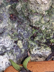 Odontomachus ruginodis