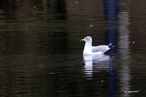 Gaviota de Delaware (Larus delawarensis)