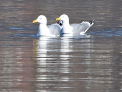 Larus michahellis