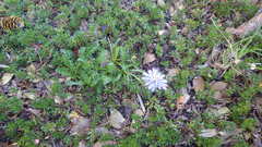 Perezia pedicularidifolia