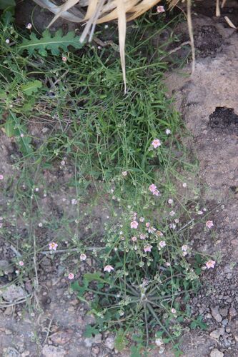 Woody Sandwort (Rhodalsine geniculata)