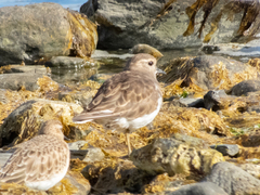 Charadrius modestus